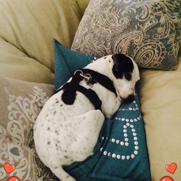 Meet your Posher, Donna - Picture 7 of 8